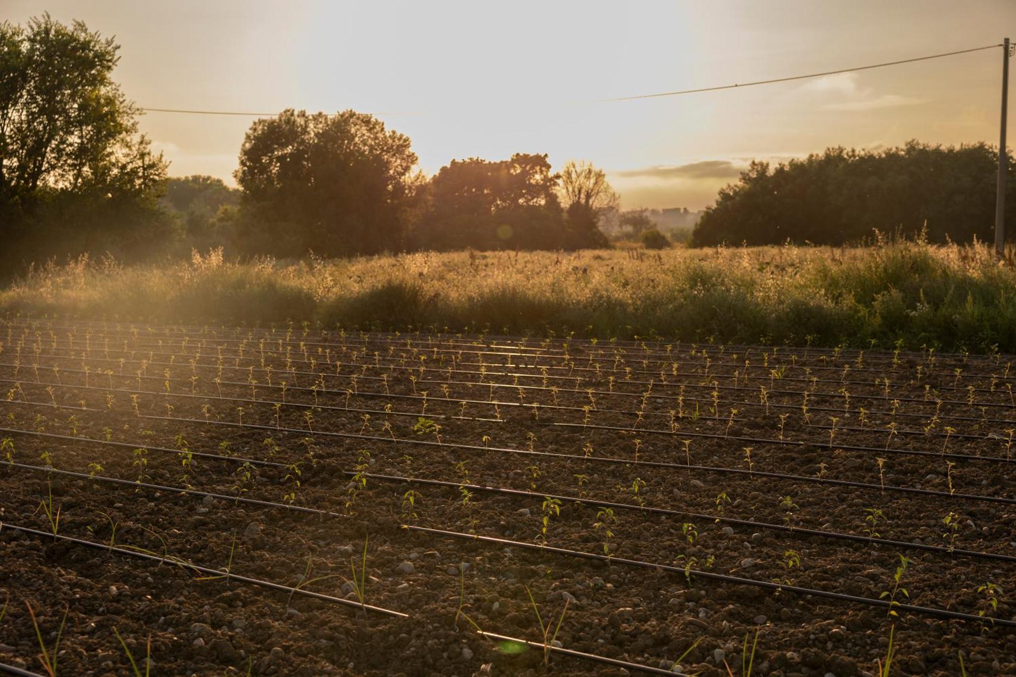 Willa Agri Charme Tenuta Picilli Albanella Zewnętrze zdjęcie